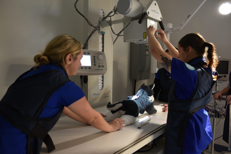 Veterinary Technology students conducting a radiograph.